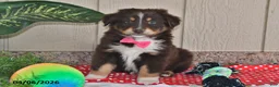 Australian Shepherd dogs for sale: Roxy - Ad 5