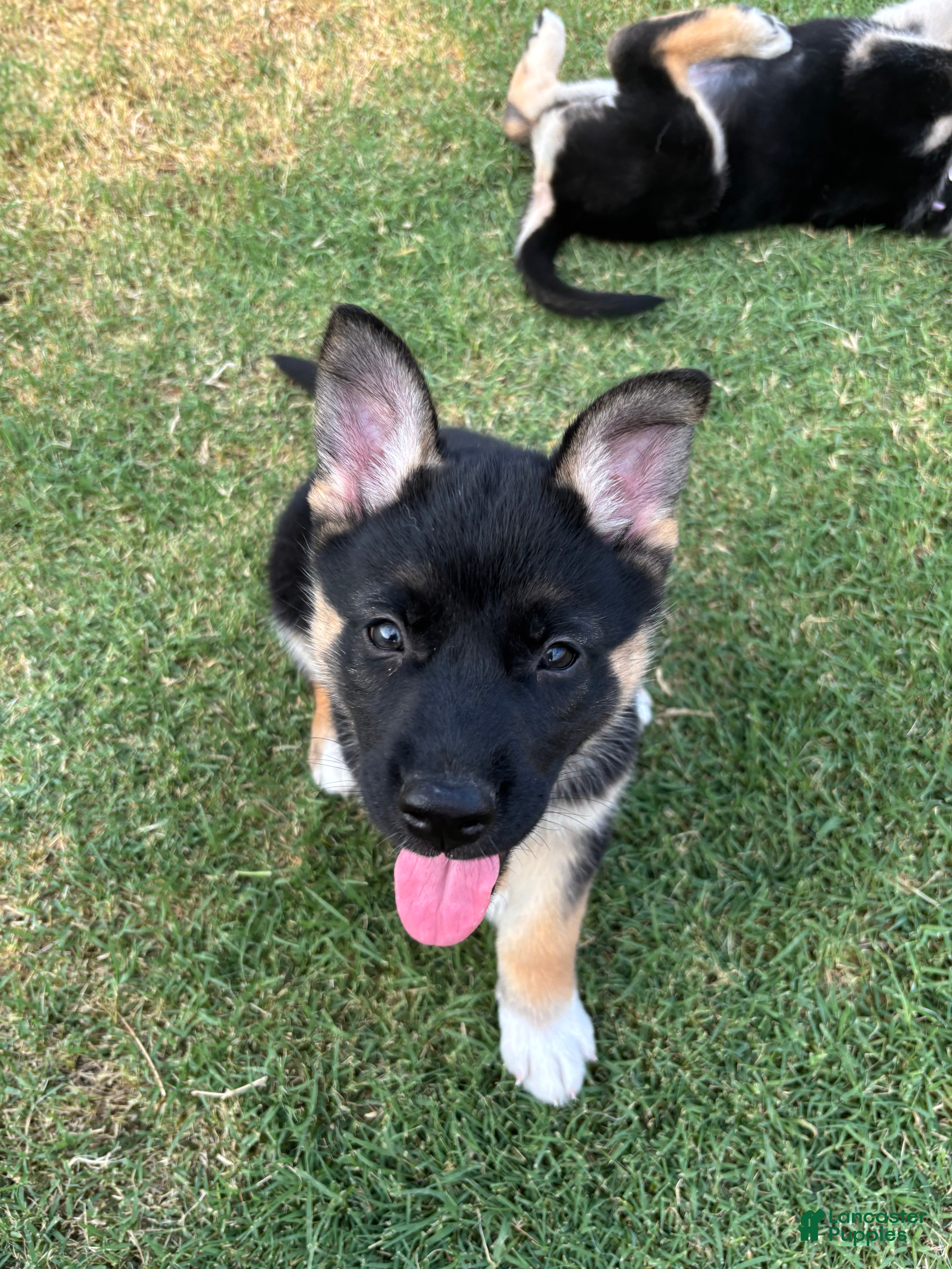Gerberian Shepsky dogs Genesis - Ad 4