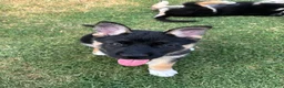 Gerberian Shepsky dogs for sale: Genesis - Ad 1