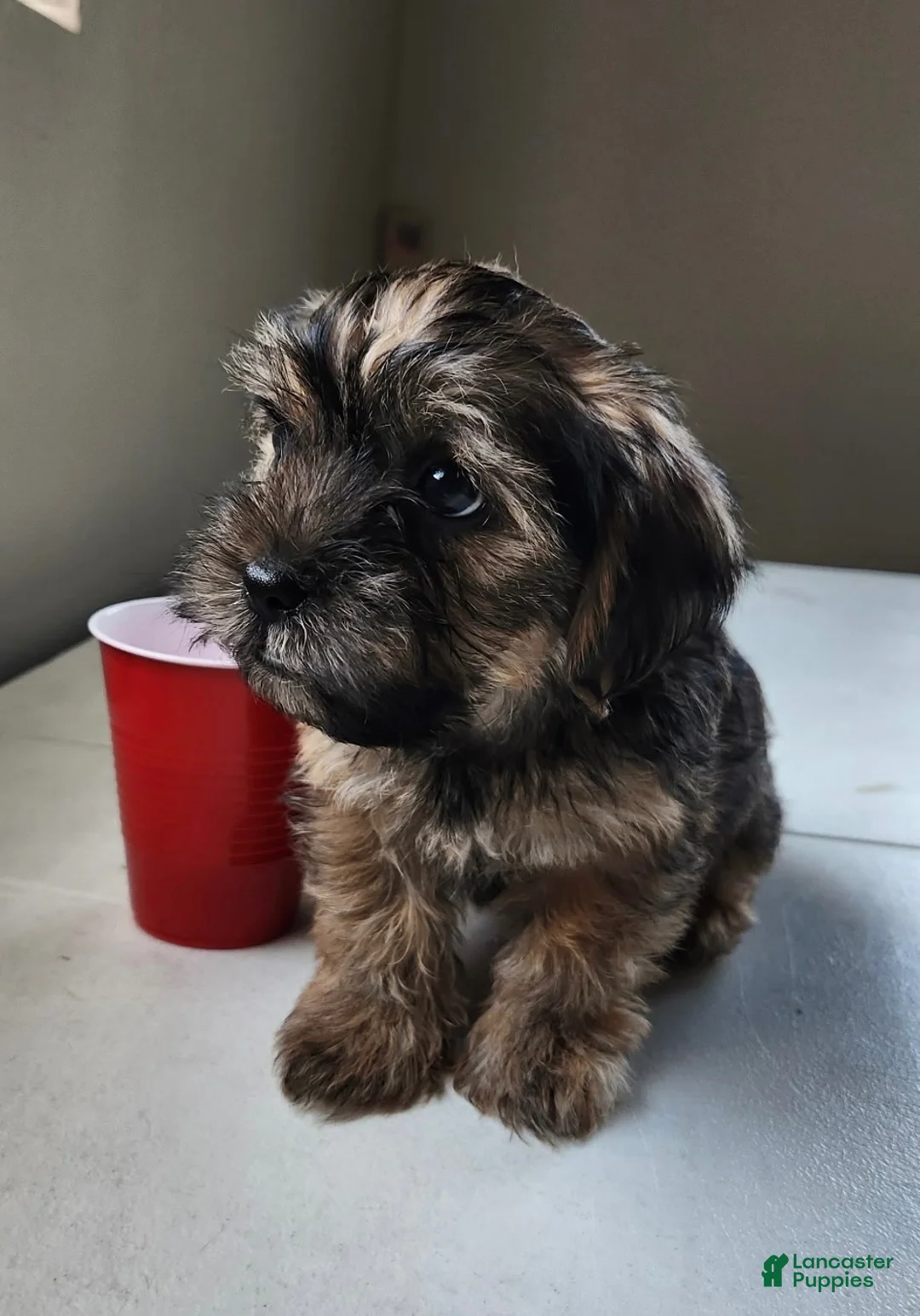 Mixed Breed dogs for sale: Mousse - Ad 2