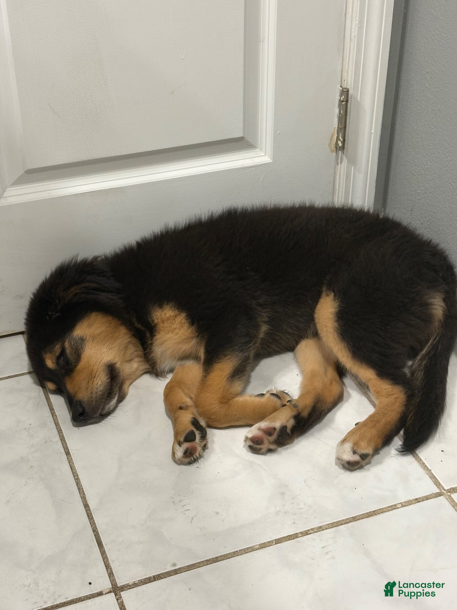 Mixed Breed dogs Mixed Breed Puppy 1 - Ad 24