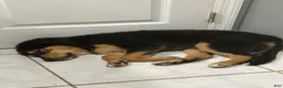 Mixed Breed dogs for sale: Mixed Breed Puppy 1 - Ad 1