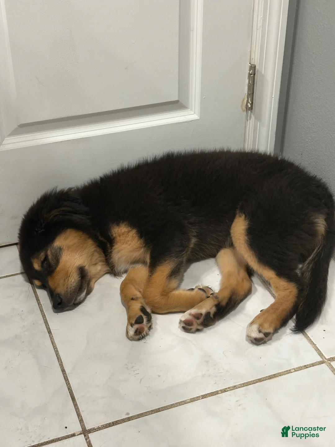 Mixed Breed dogs for sale: Mixed Breed Puppy 1 - Ad 1