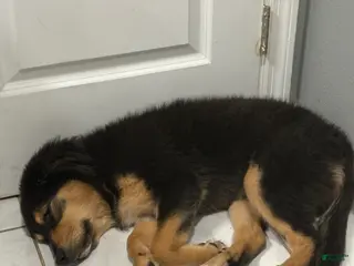 Mixed Breed dogs Mixed Breed Puppy 1 - Ad 24