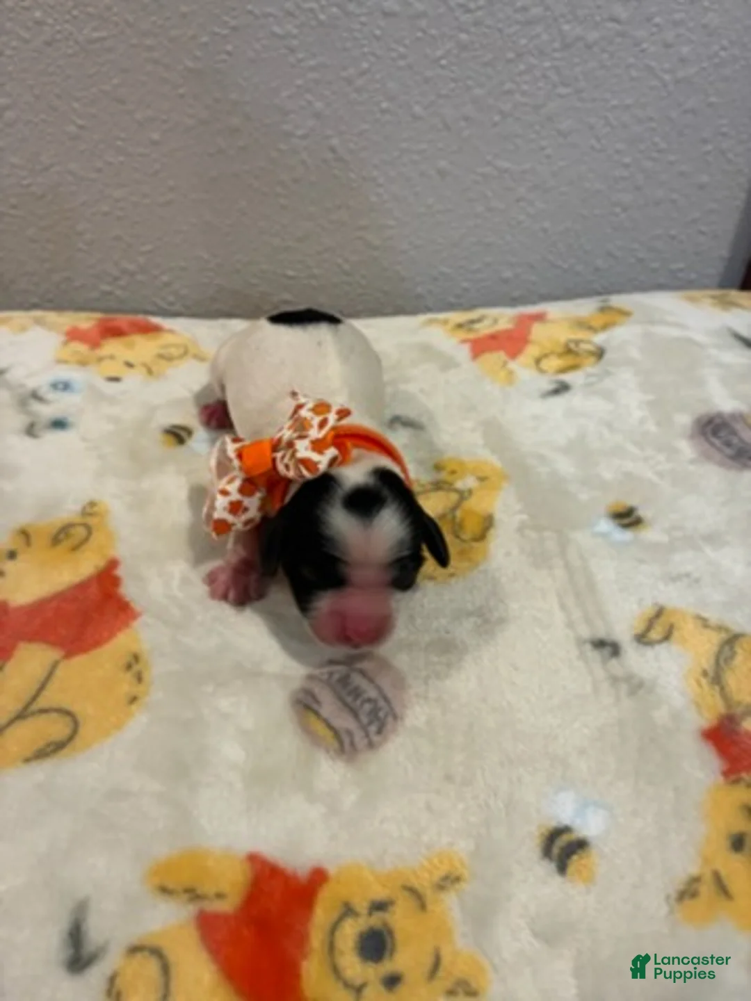 Cockapoo dogs for sale: Girl  - Ad 5