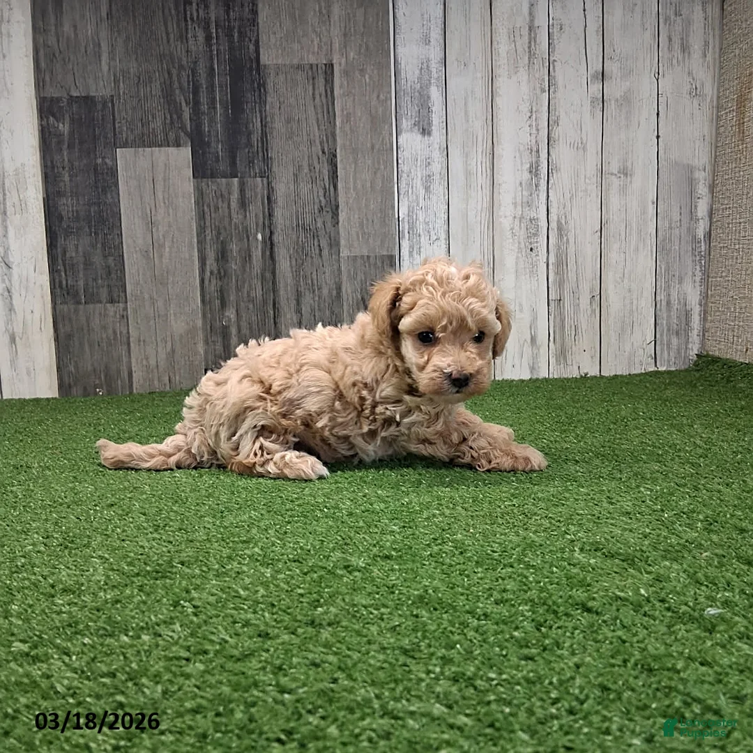 Maltipoo dogs for sale: Avery - Ad 3