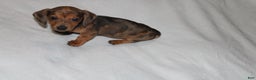 Miniature Dachshund dogs for sale: Frank Mini  - Ad 14