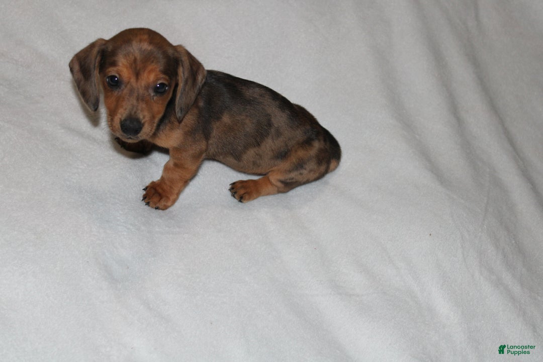 Miniature Dachshund dogs for sale: Frank Mini  - Ad 14