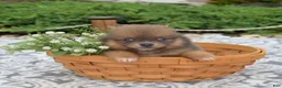Pomeranian dogs for sale: Sophie - Ad 7