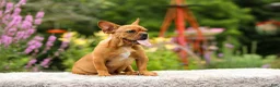 French Bulldog dogs for sale: Diesel - Ad 12