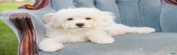 Mixed Breed dogs for sale: Smurf MUNCHKIN BERNEDOODLE - Ad 8