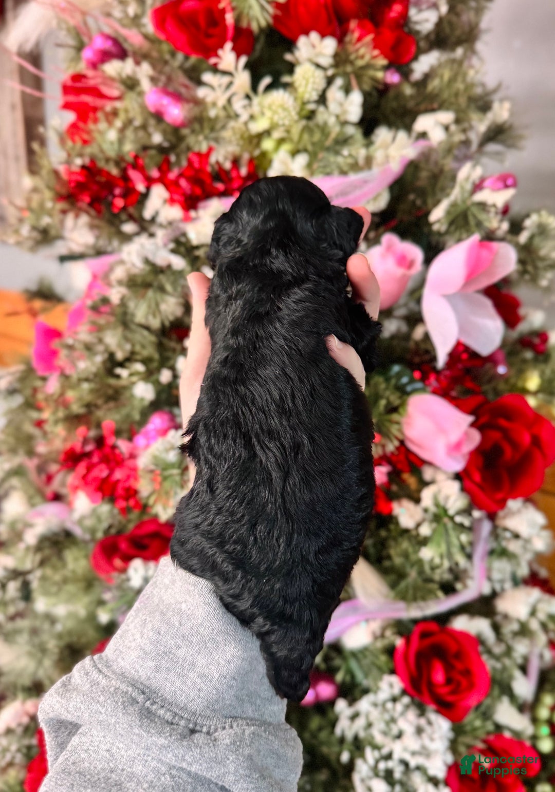 Cockapoo dogs for sale: Cockapoo Puppy 3 - Ad 3