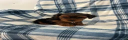 Yorkshire Terrier dogs for sale: Bill Boy-Yorkshire Terrier 2 - Ad 3