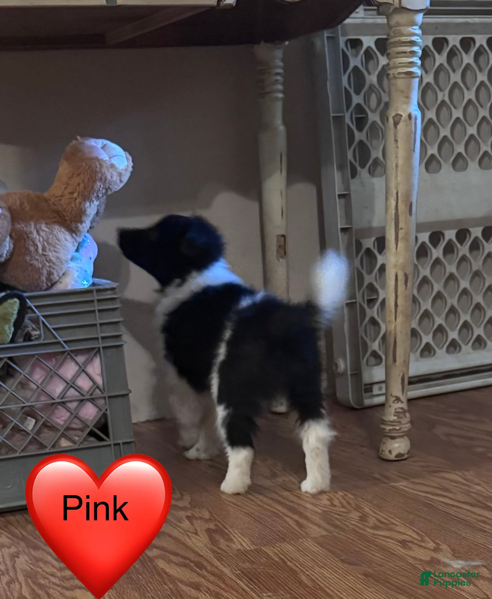 Shetland Sheepdog dogs Shetland Sheepdog Puppy 5 - Ad 35