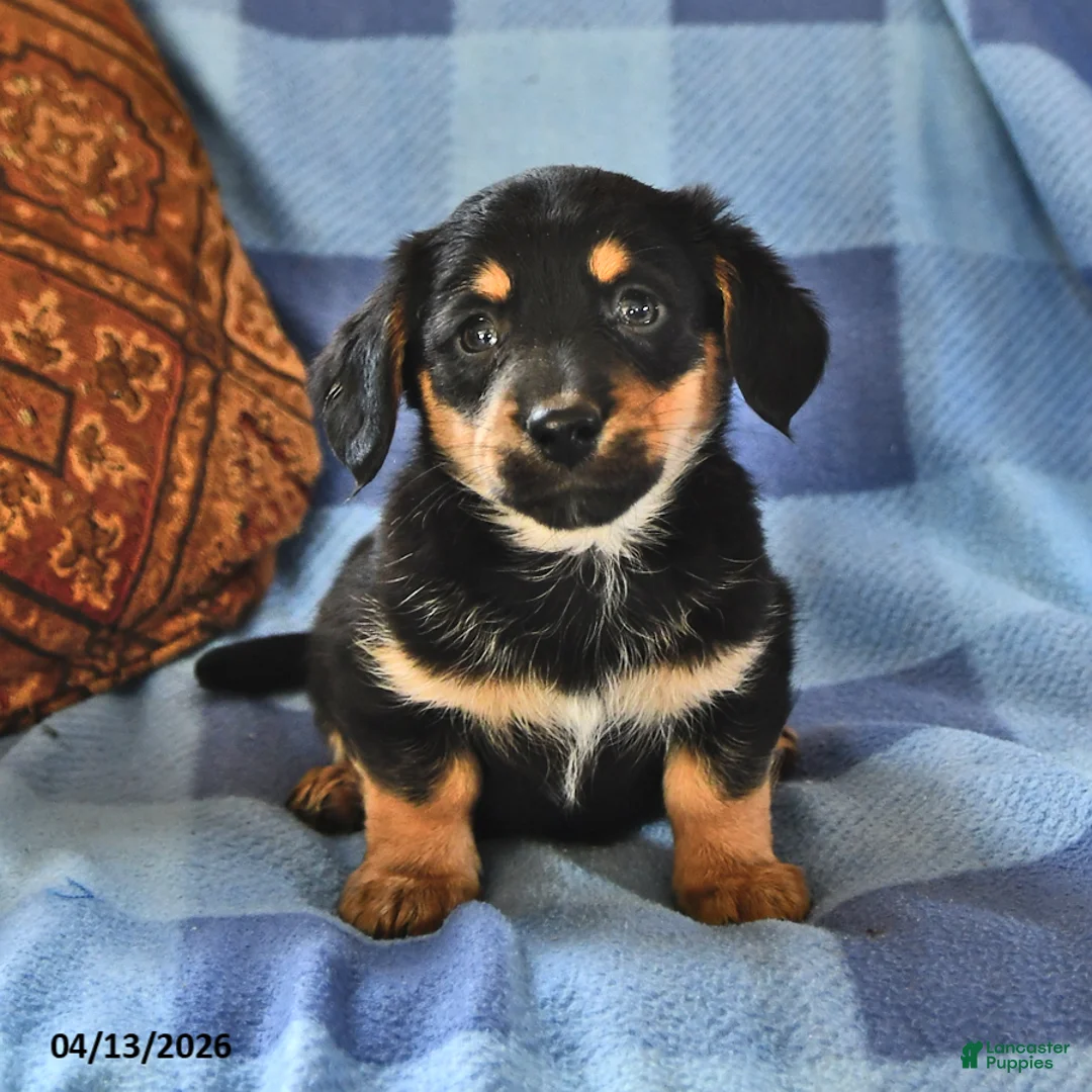 Miniature Dachshund dogs for sale: Max - Ad 2