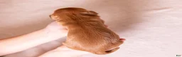 Cavalier King Charles Spaniel dogs for sale: Rita - Ad 2