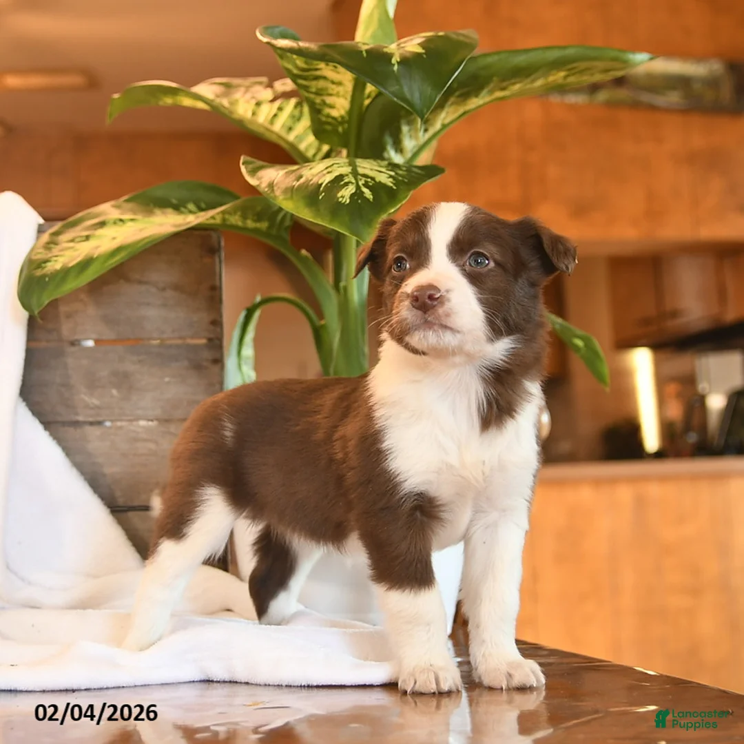 Mixed Breed dogs for sale: Nova  - Ad 3