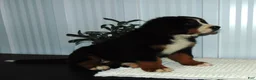 Bernese Mountain Dog dogs for sale: Callie - Ad 5