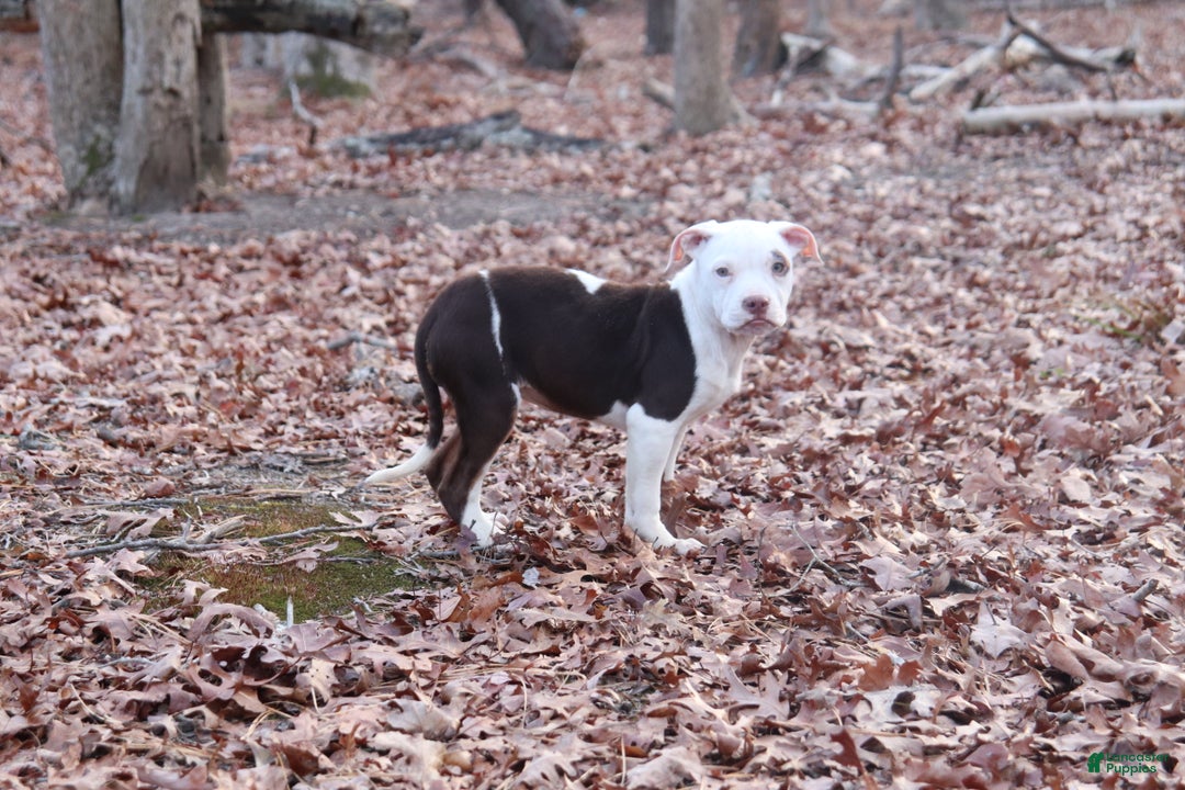 American Bully dogs for sale: Rebel - Ad 4