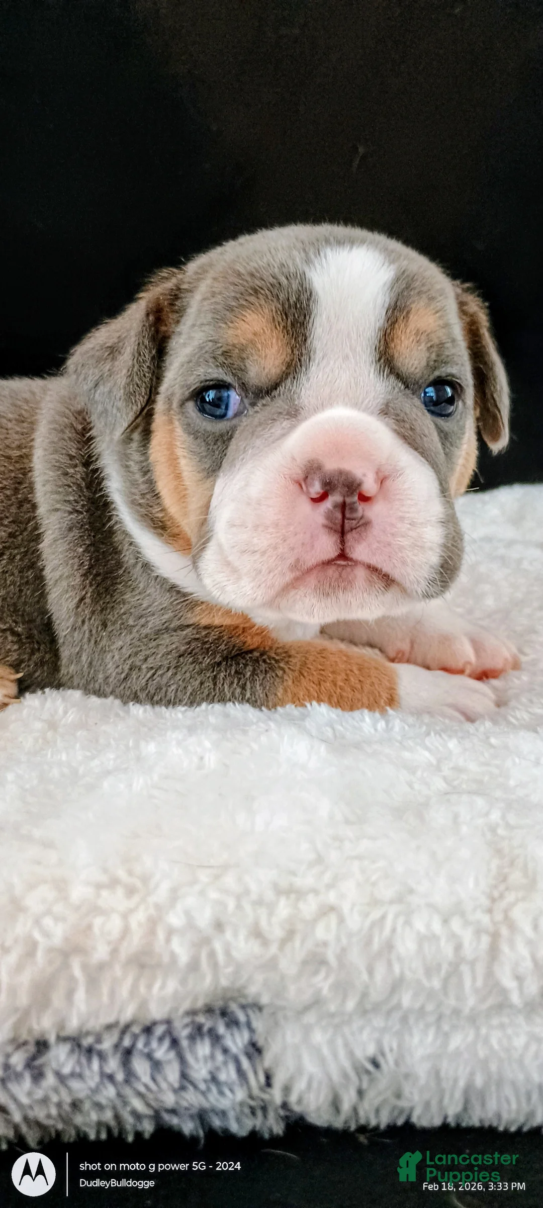 Olde English Bulldogge dogs for sale: Dudley Bulldogges Apollo - Ad 6
