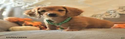 Miniature Dachshund dogs for sale: Spencer - Ad 1