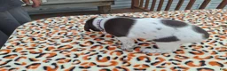 German Shorthaired Pointer dogs for sale: German Shorthaired Pointer Willow - Ad 3