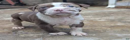 American Bully dogs for sale: Polaris - Ad 2
