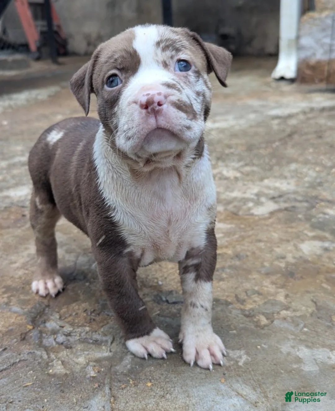 American Bully dogs for sale: Polaris - Ad 2