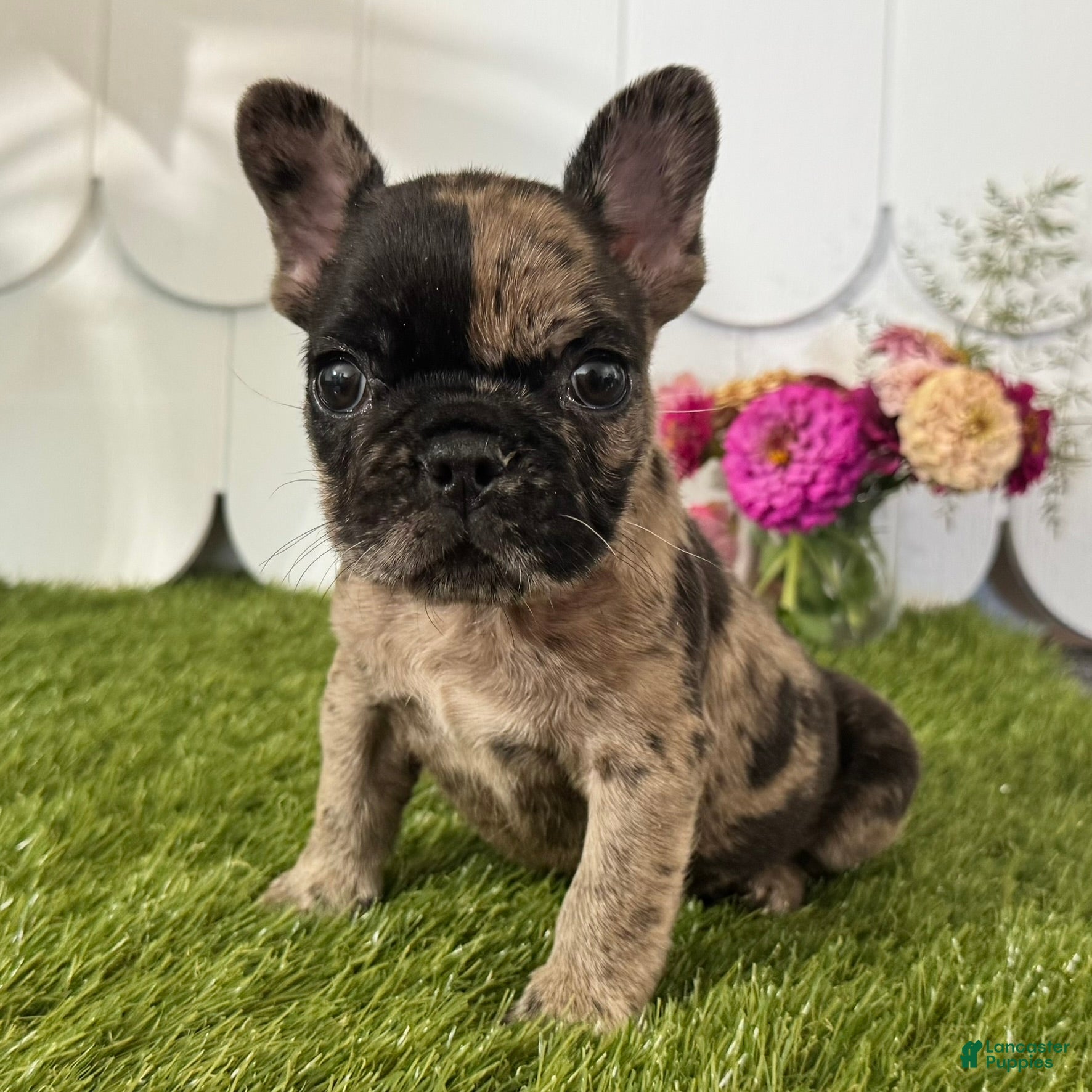 French Bulldog dogs Hank - Ad 1