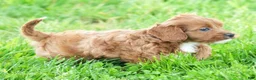 Cavapoo dogs for sale: Natasha - Ad 6