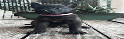 Dutch Shepherd dogs for sale: Dutch Shepherd 1 - Ad 6