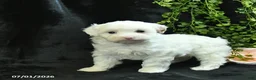 Maltipoo dogs for sale: Harrison  - Ad 2