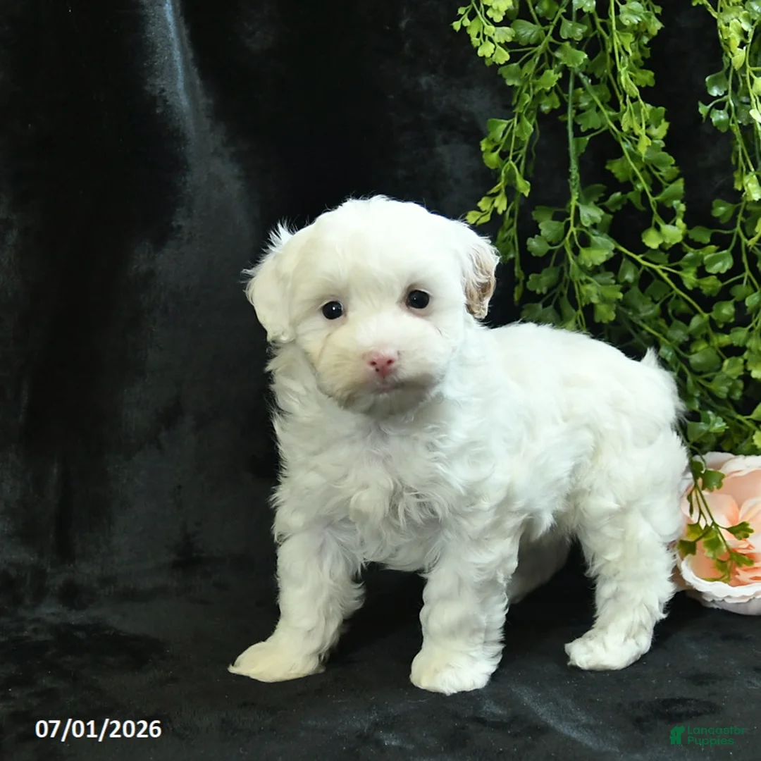 Maltipoo dogs for sale: Harrison  - Ad 2