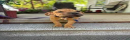 Mixed Breed dogs for sale: Rusty - Ad 6