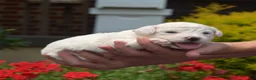 Bichon Frise dogs for sale: Winter - Ad 3