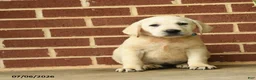 Labrador Retriever dogs for sale: Barbie - Ad 5