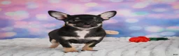 Chihuahua dogs for sale: Boone - Ad 13