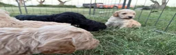 Standard Poodle dogs for sale: Standard Poodle 5 - Ad 9