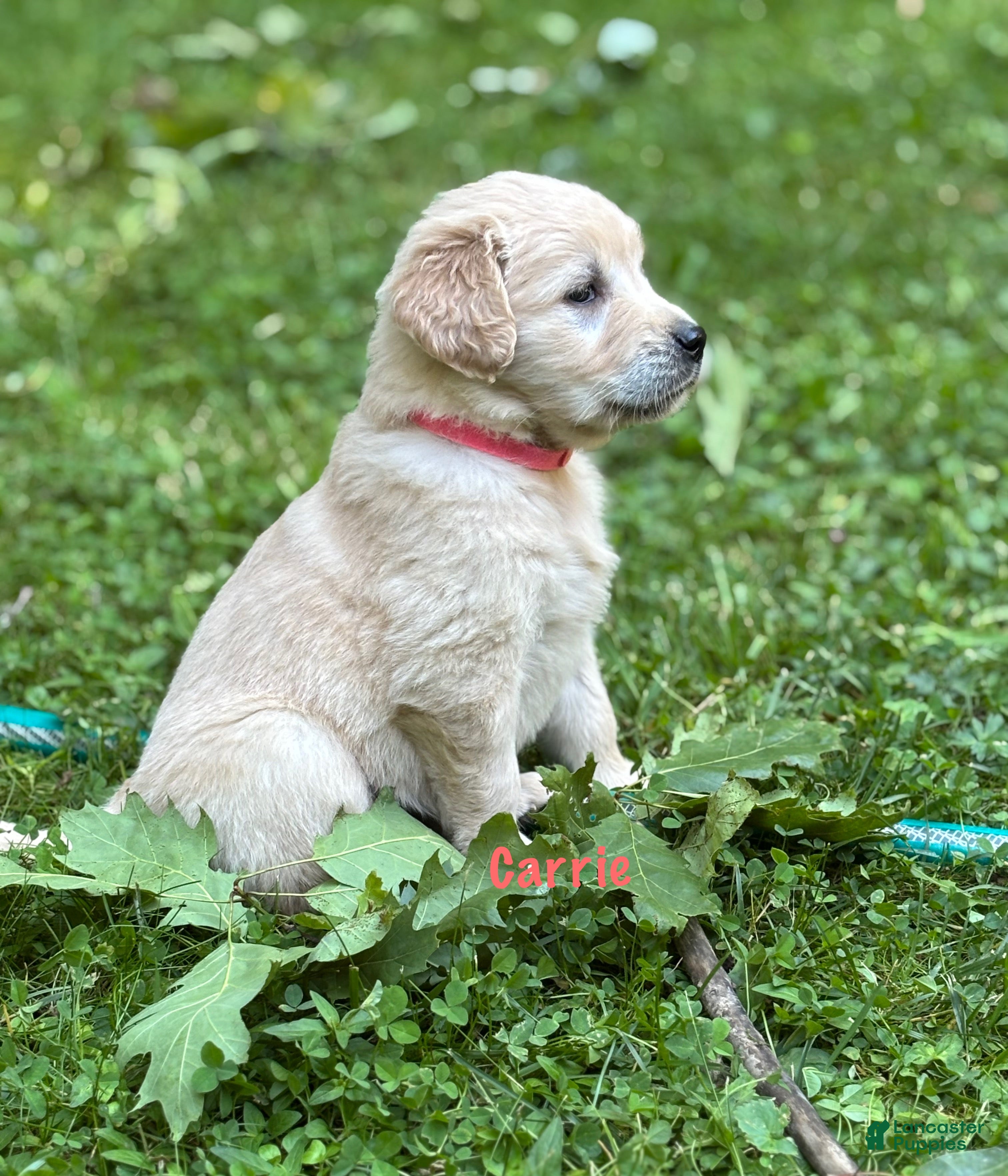Golden Retriever dogs Carrie - Ad 1
