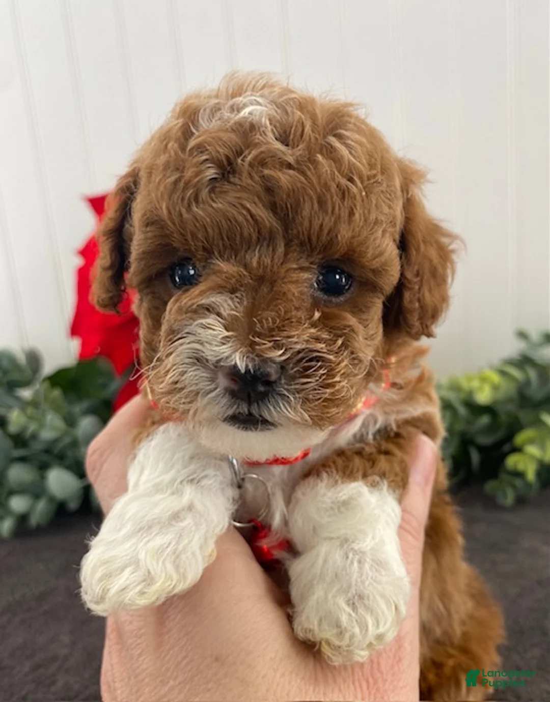 Toy Poodle dogs for sale: Henry- tiny - Ad 3