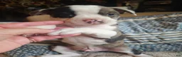 Frenchton dogs for sale: Rocky male frenchton - Ad 2