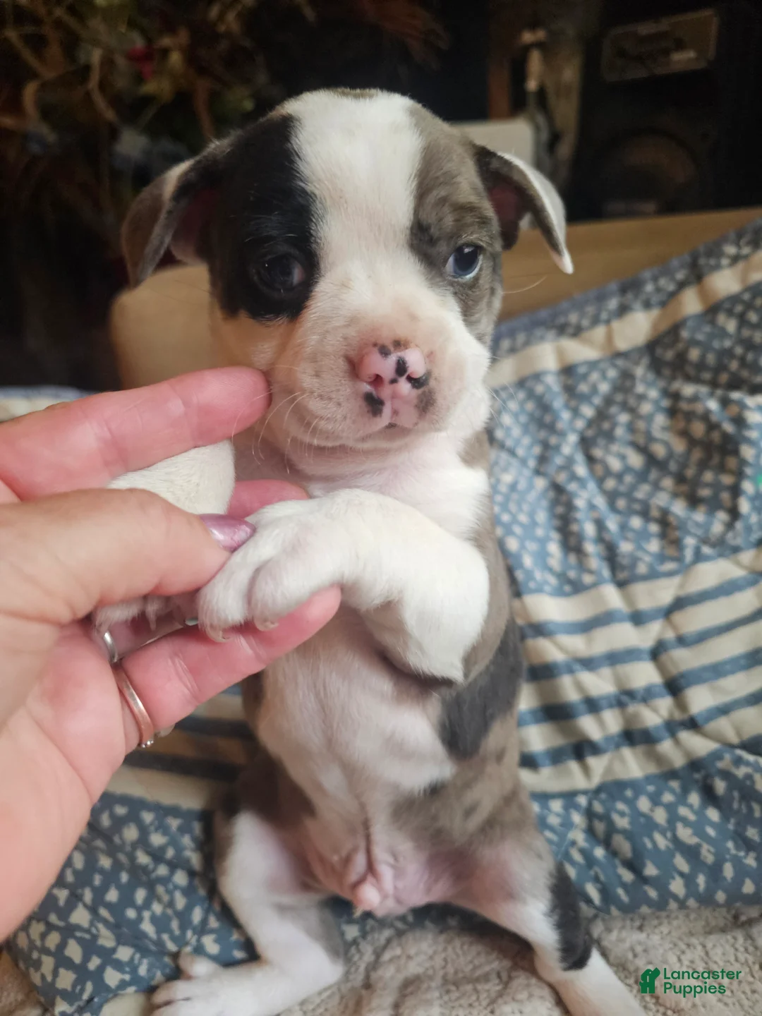 Frenchton dogs for sale: Rocky male frenchton - Ad 2