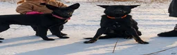 German Shepherd dogs for sale: Griffin - Ad 3