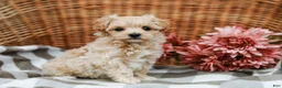 Maltipoo dogs for sale: Callie - Ad 4