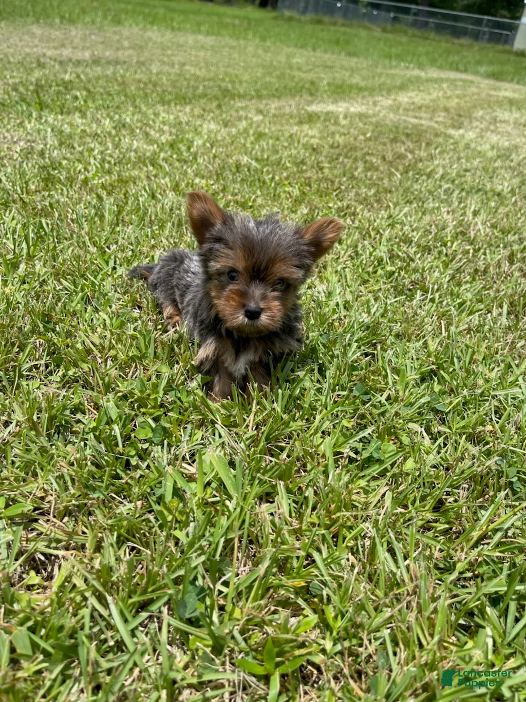 Yorkshire Terrier dogs for sale: Girl - Ad 1