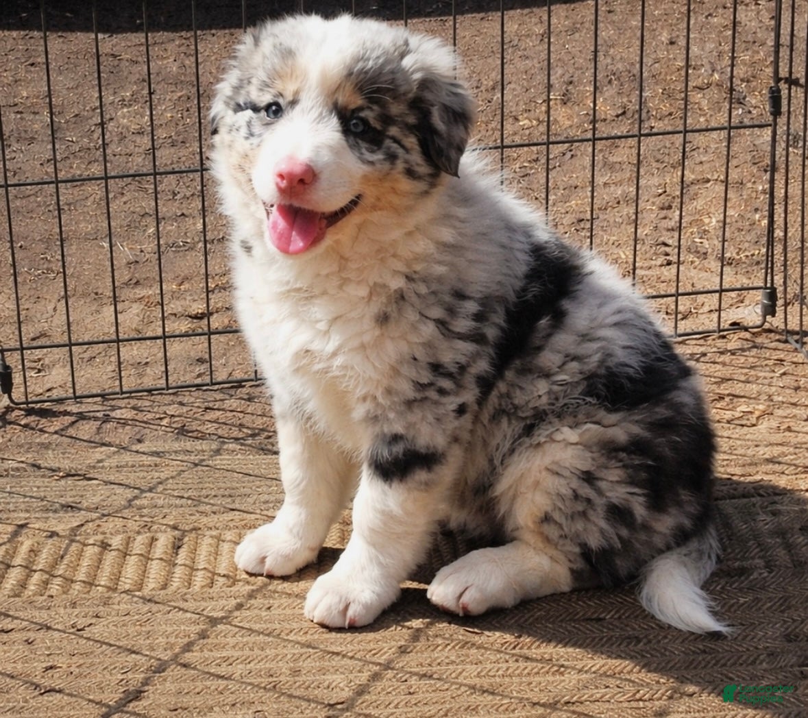 Australian Shepherd dogs Milo  - Ad 1