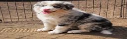 Australian Shepherd dogs for sale: Milo  - Ad 1