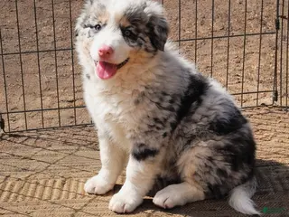 Australian Shepherd dogs Milo - Ad 1