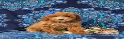 Miniature Poodle dogs for sale: Tamara - Ad 1