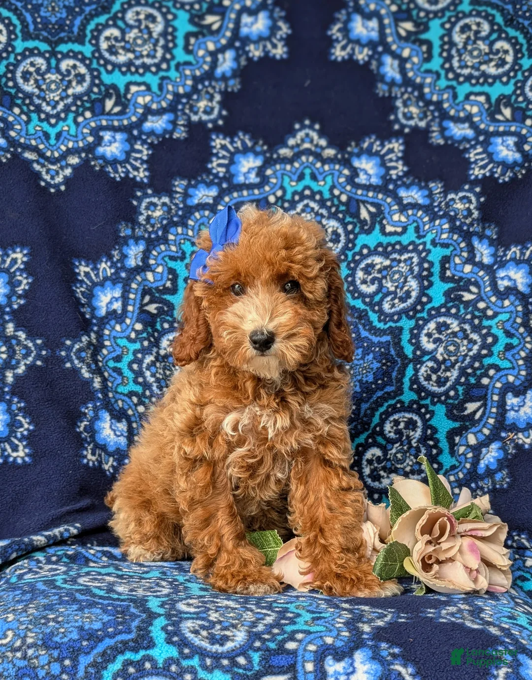 Miniature Poodle dogs for sale: Tamara - Ad 1